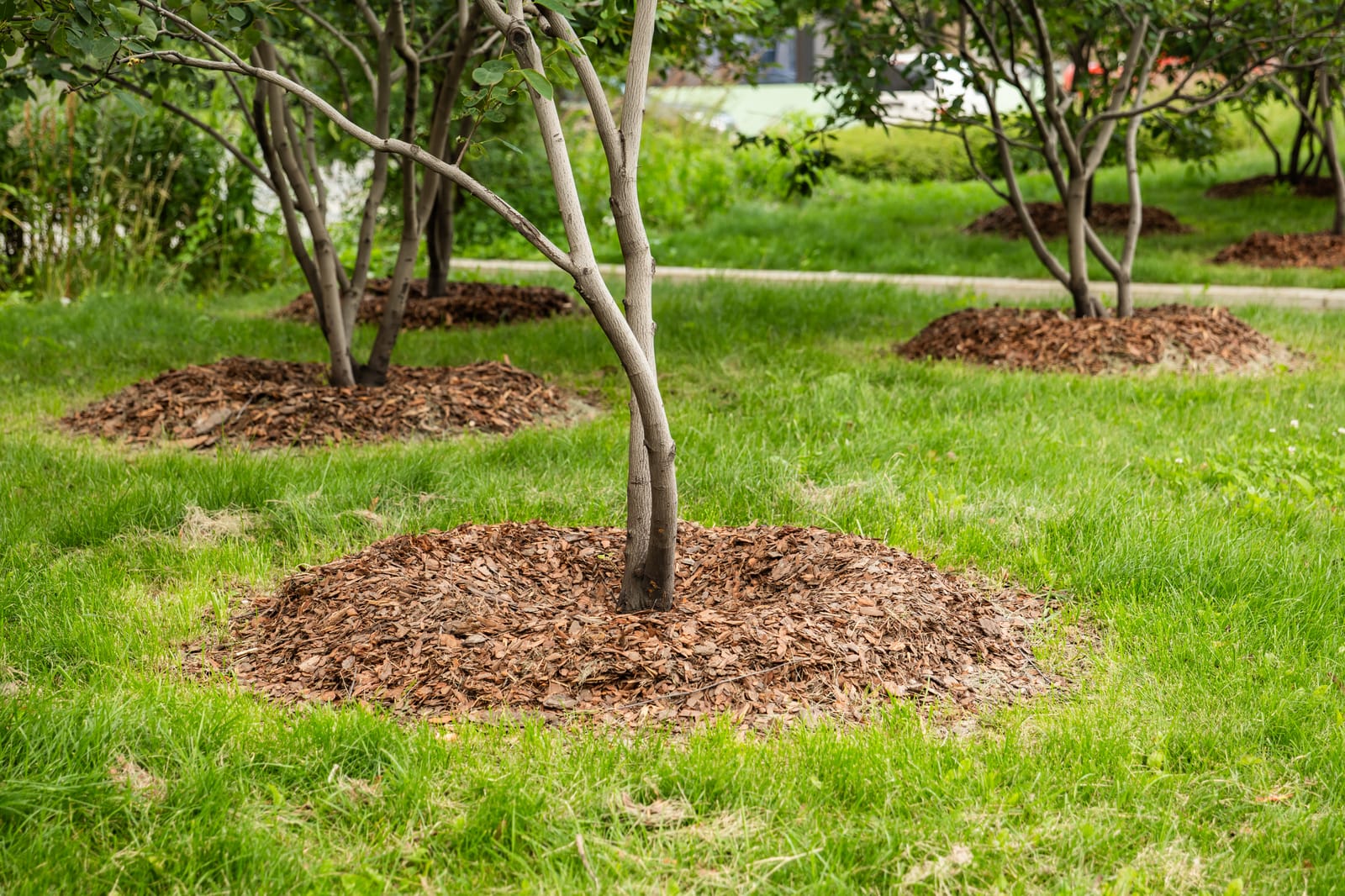 Malčiranje stabala u zelenoj površini